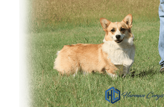 Red and white Corgi looking at the camera