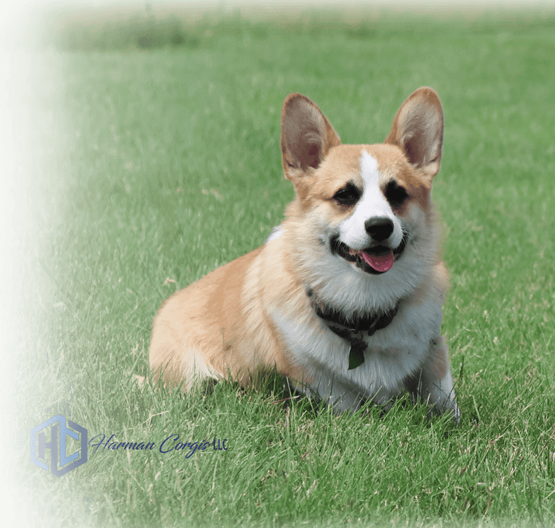 Fredrick, an AKC Pembroke Welsh Corgi from Harman Corgis, relaxing in the Texas grass.