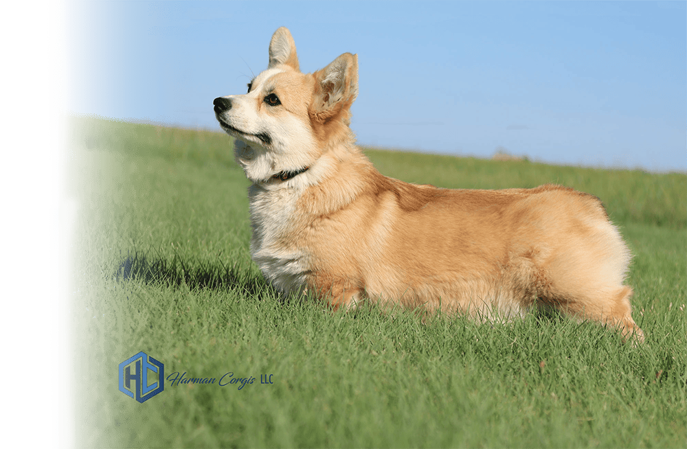 Gracie, a red and white Pembroke Welsh Corgi, standing in a grassy field