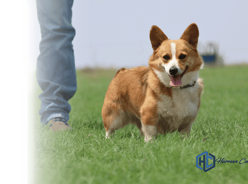 Red and white Corgi female standing by a person on green grass
