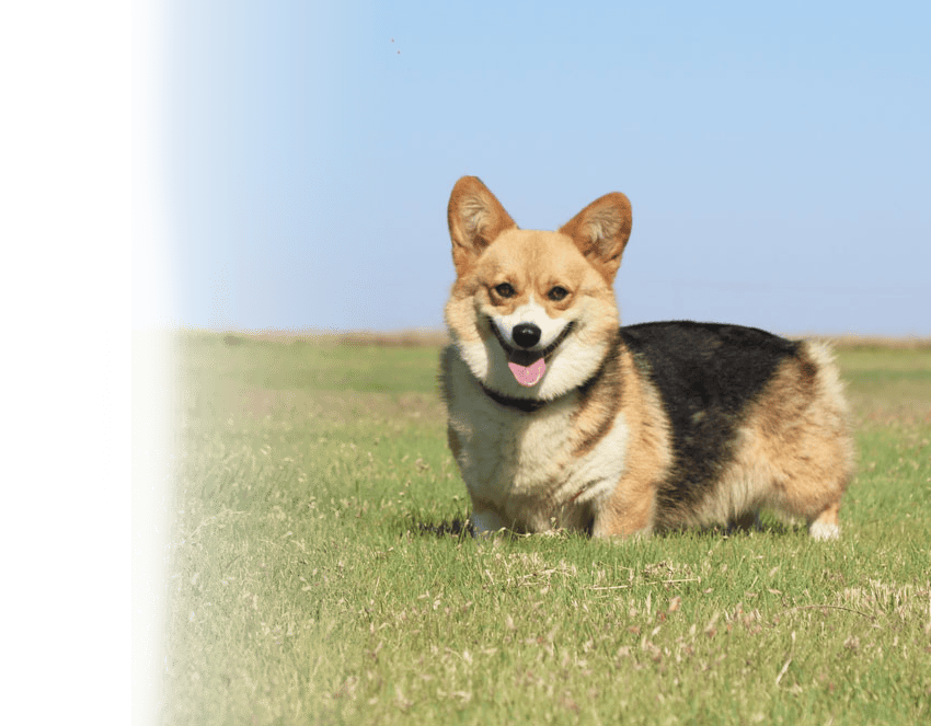 Red headed tricolor Corgi in a pasture