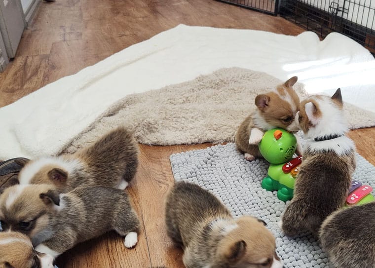 A litter of puppies playing