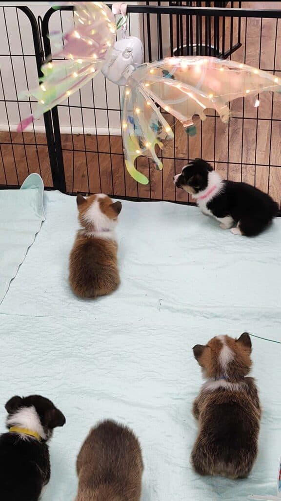 Pembroke Welsh Corgi puppies exploring a hanging novel object during an early socialization exercise.