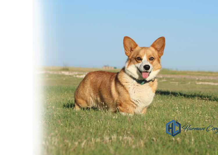 Red and white Pembroke Welsh Corgi
