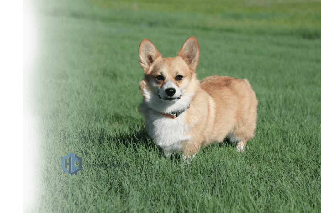 Fawn colored Pembroke Welsh Corgi standing on green grass