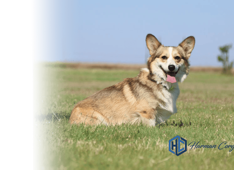 Sable Pembroke Welsh Corgi female on green grass