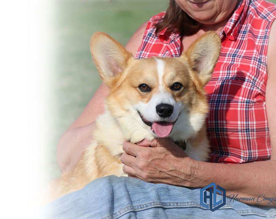 Red and white Corgi male sitting in a persons lap