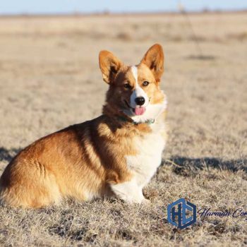 Litter Page: Izzy & Chloe's Litters 2024 - Corgis I Texas Corgi Breeder 