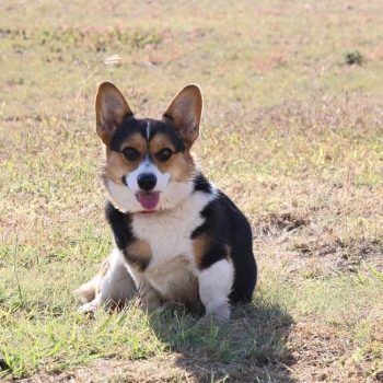 Litter Page: Alina & Benson 2024 - Corgis I Texas Corgi Breeder I ...