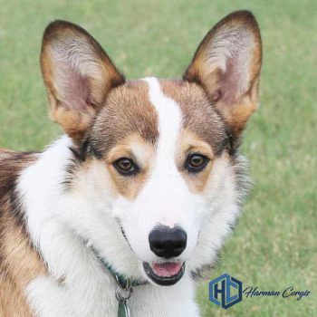 Litter Page: Alina & Benson 2024 - Corgis I Texas Corgi Breeder I ...