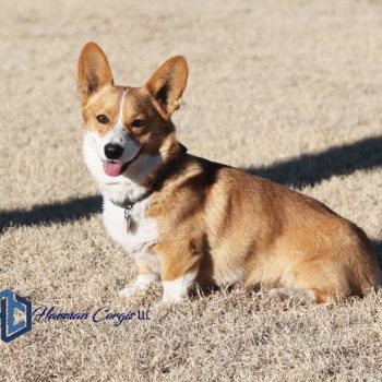 Red and white Pembroke Welsh Corgi sitting