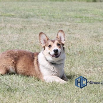 Litter Page: Izzy & Chloe's litters 2024 - Corgis I Texas Corgi Breeder ...