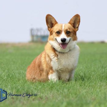 Litter Page: Izzy & Chloe's litters 2024 - Corgis I Texas Corgi Breeder ...